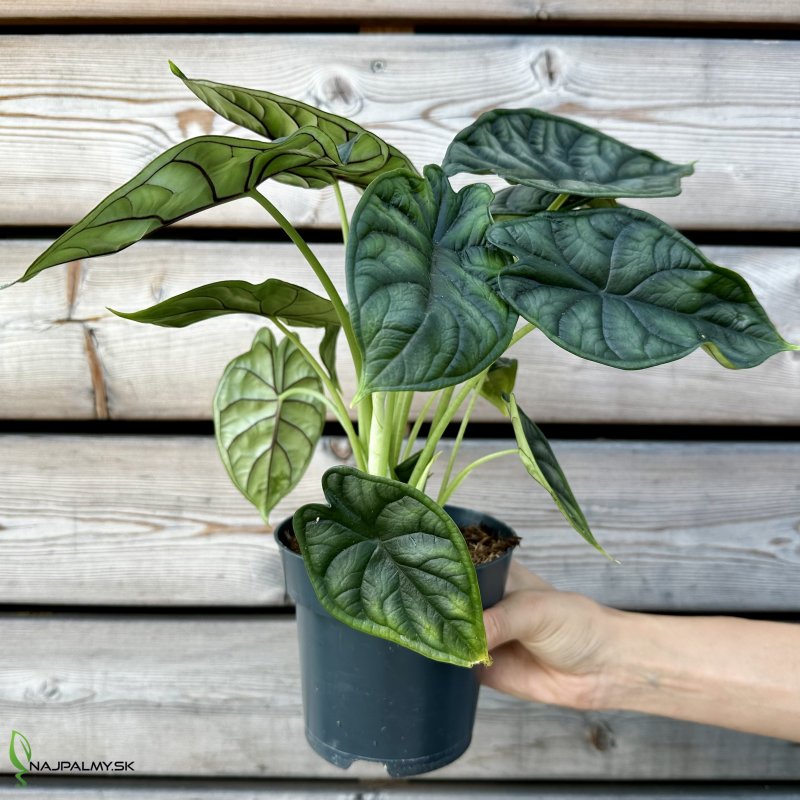 Alocasia (Alokázia) ´DRAGON SCALE´, kont. C1,5L, výška: 20-25 cm